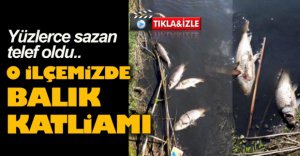 YÜZLERCE SAZAN TELEF OLDU