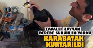 ZAVALLI HAYVAN KURTARILDI