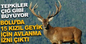 15 KIZIL GEYİK İÇİN İZİN ÇIKTI