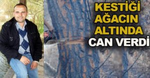 AĞAÇ KESERKEN CANINDAN OLDU