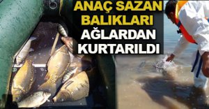 ANAÇ SAZAN BALIKLARI AĞLARDAN KURTARILDI