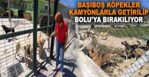 BAŞIBOŞ KÖPEKLER BOLU'YA BIRAKILIYOR