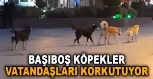 BAŞIBOŞ KÖPEKLER VATANDAŞLARI KORKUTUYOR