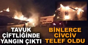 BİNLERCE CİVCİV TELEF OLDU