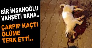 BOLU'DA BİR İNSANOĞLU VAHŞETİ