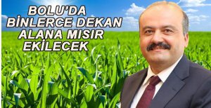 BOLU’DA BİNLERCE DEKAR ALANA MISIR EKİLECEK