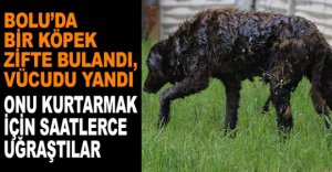 BOLU’DA BİR KÖPEK ZİFTE BULANDI, VÜCUDU YANDI