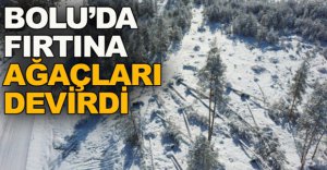 BOLU'DA FIRTINA AĞAÇLARI DEVİRDİ