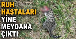 BOLU’DA KEDİ ÖLÜMLERİ YİNE ORTAYA ÇIKTI