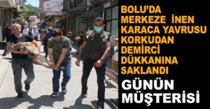 BOLU'DA KORKAN KARACA YAVRUSU DÜKKANA SAKLANDI