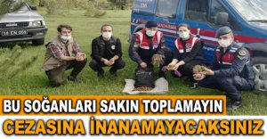 BOLU'DA O SOĞANLARI TOPLAYANLARA YÜKLÜ PARA CEZASI