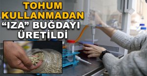 BOLU'DA TOHUM KULLANMADAN IZA BUĞDAYI ÜRETİLDİ