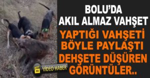 BOLU'DA VAHŞETİN GÖRÜNTÜLERİ KAN DONDURDU