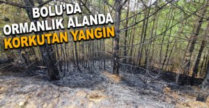 BOLU'DA ORMANLIK ALANDA KORKUTAN YANGIN