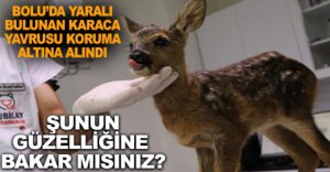 BOLU’DA YARALI KARACA YAVRUSU KORUMA ALTINDA