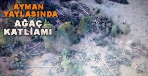BOLU'NUN YEMYEŞİL YAYLASINDA AĞAÇ KATLİAMI