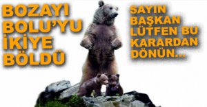 BOZ AYI BOLULULARI İKİYE BÖLDÜ