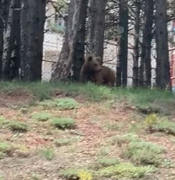 AYILAR MERKEZE İNDİ....