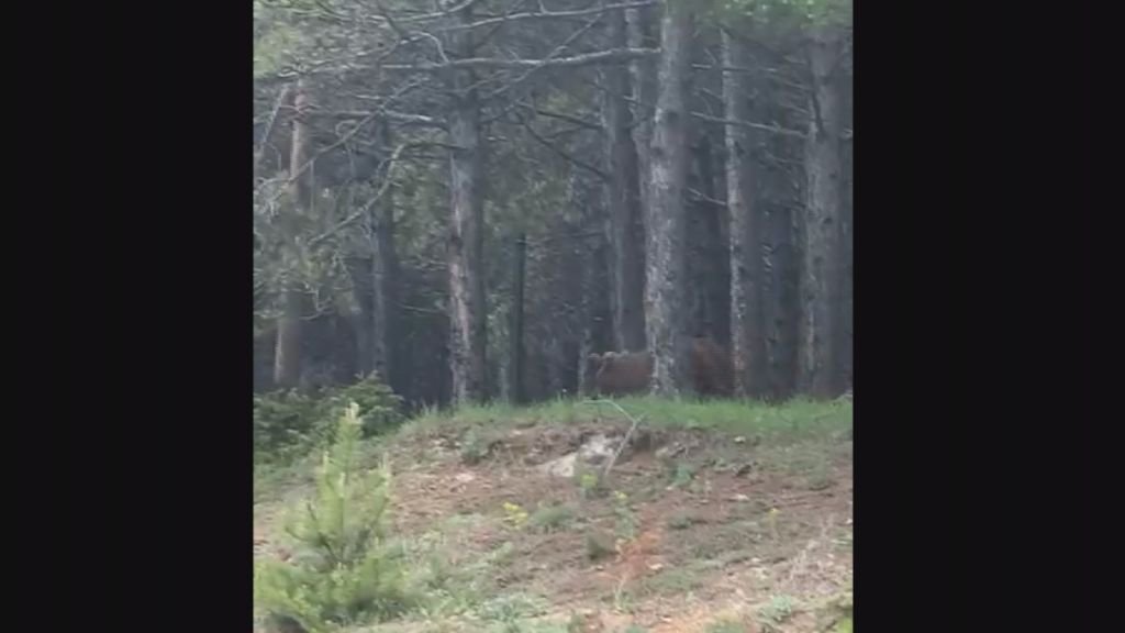 AYILAR MERKEZE İNDİ....