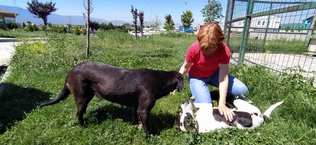 BAŞIBOŞ KÖPEKLER BOLU'YA BIRAKILIYOR