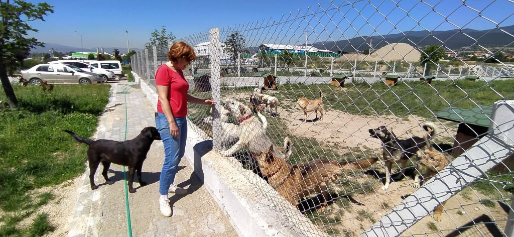 BAŞIBOŞ KÖPEKLER BOLU'YA BIRAKILIYOR