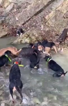 BOLU'DA VAHŞETİN GÖRÜNTÜLERİ KAN DONDURDU