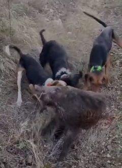 BOLU'DA VAHŞETİN GÖRÜNTÜLERİ KAN DONDURDU