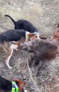 BOLU'DA VAHŞETİN GÖRÜNTÜLERİ KAN DONDURDU