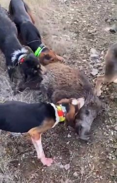 BOLU'DA VAHŞETİN GÖRÜNTÜLERİ KAN DONDURDU