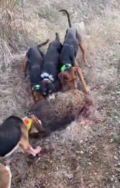 BOLU'DA VAHŞETİN GÖRÜNTÜLERİ KAN DONDURDU