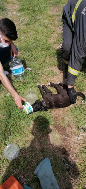 BOLU'DA YAVRU KÖPEK SON ANDA KURTARILDI
