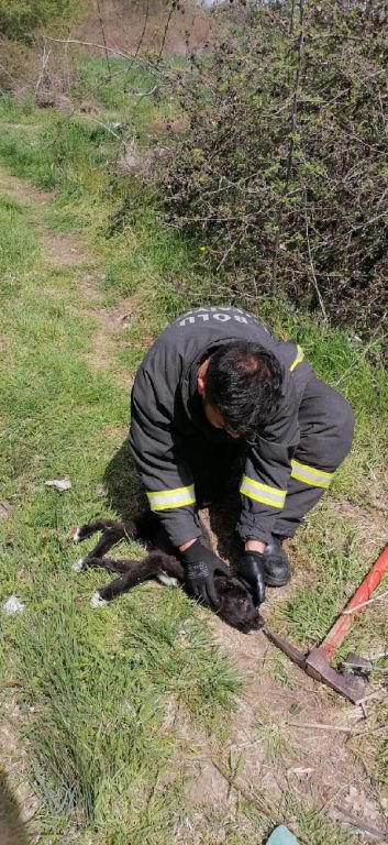 BOLU'DA YAVRU KÖPEK SON ANDA KURTARILDI