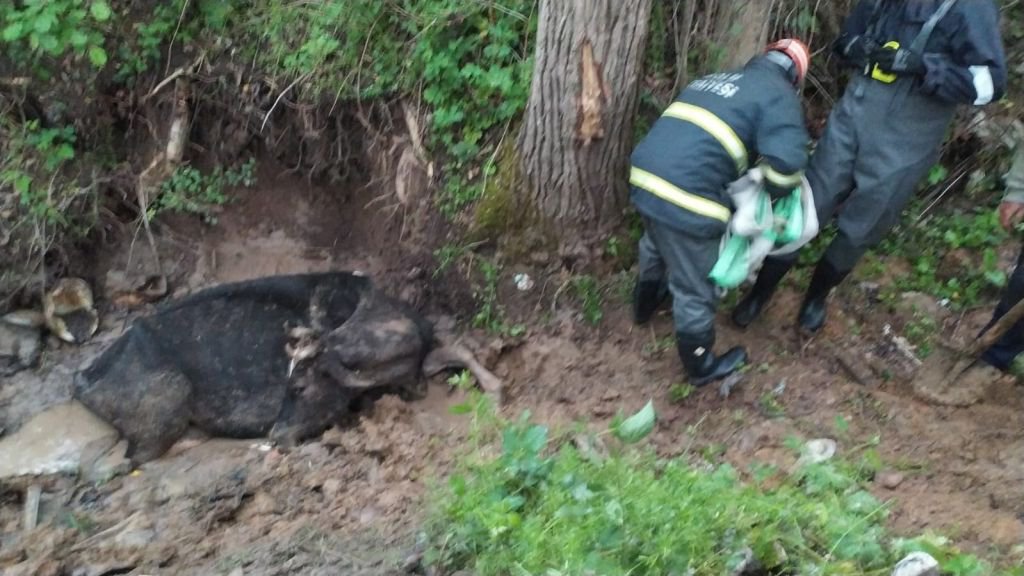 ÇAMURA SAPLANAN İNEĞİ EKİPLER KURTARDI