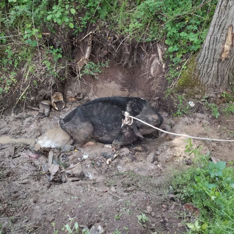 ÇAMURA SAPLANAN İNEĞİ EKİPLER KURTARDI