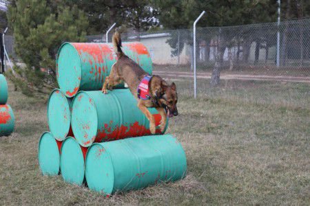 KOBRA VE FOYA'NIN BÜYÜK BAŞARISI