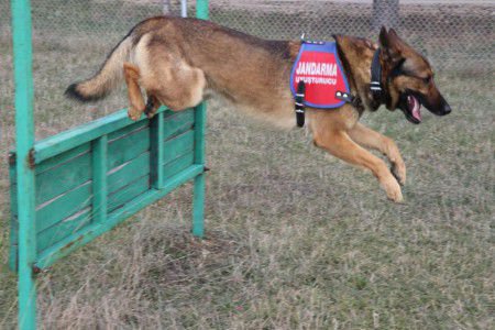 KOBRA VE FOYA'NIN BÜYÜK BAŞARISI