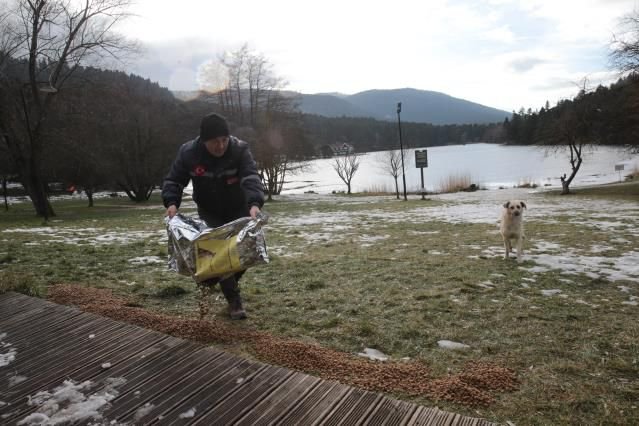 GÖLCÜK'TE SOKAK HAYVANLARI UNUTULMADI