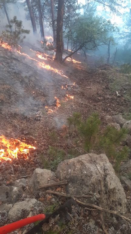 GÖYNÜK'TE KORKUTAN ORMAN YANGINI