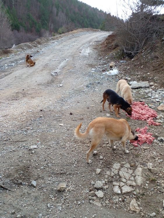 HER ŞEY CANLAR İÇİN