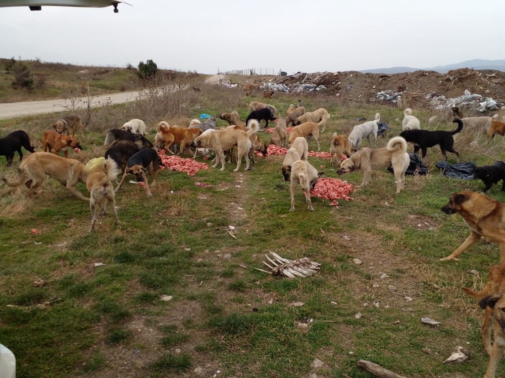 HER ŞEY CANLAR İÇİN