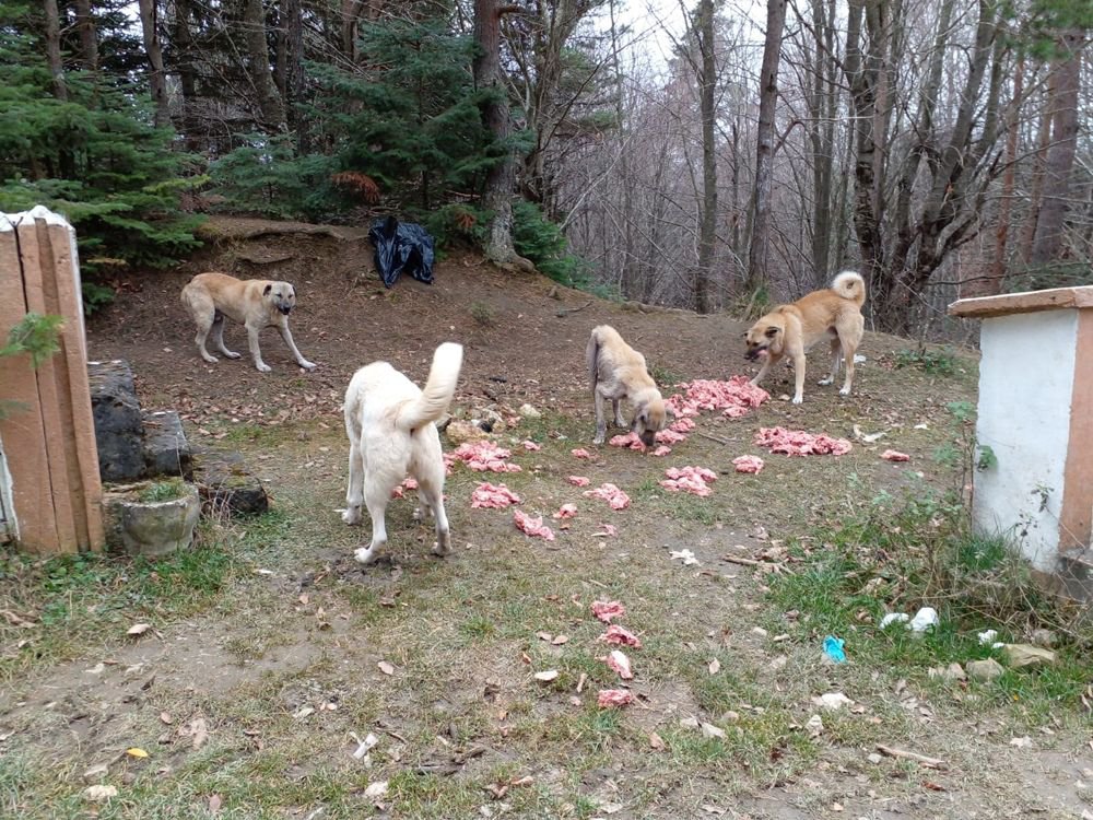 HER ŞEY CANLAR İÇİN