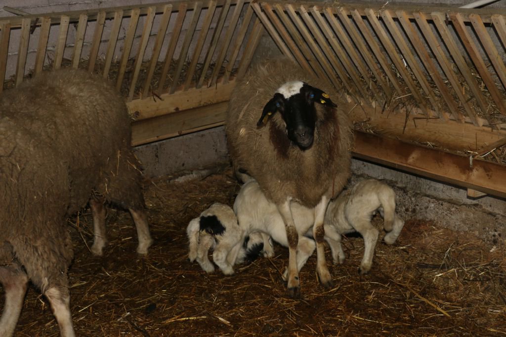 İKİZ VE ÜÇÜZ DOĞAN KUZULAR SAHİBİNİ SEVİNDİRDİ