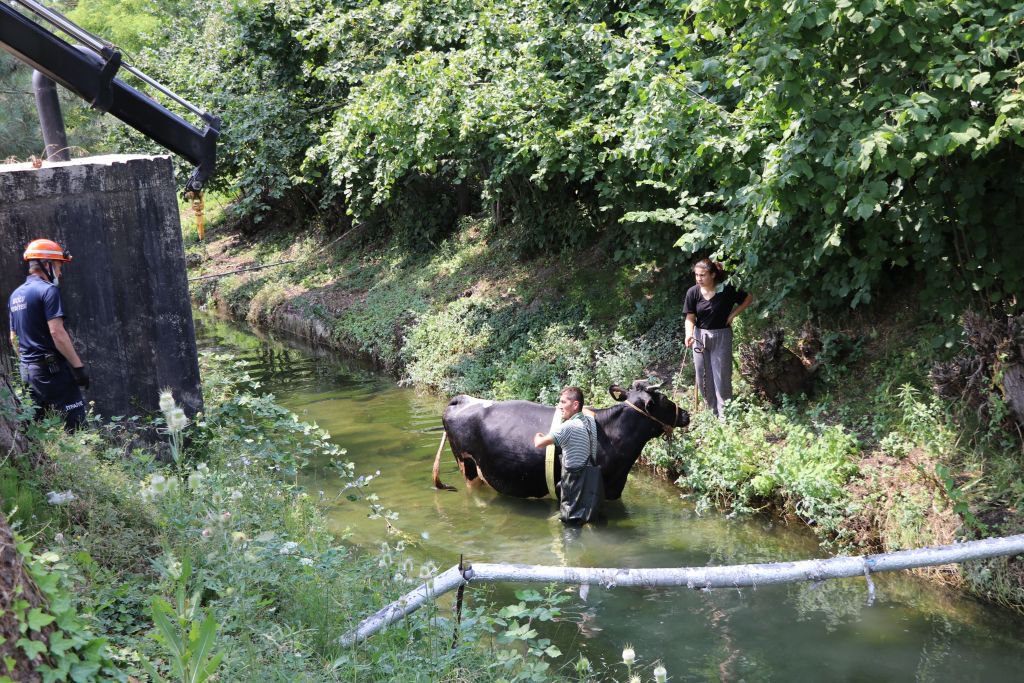 İNEK SULAMA KANALINA DÜŞTÜ