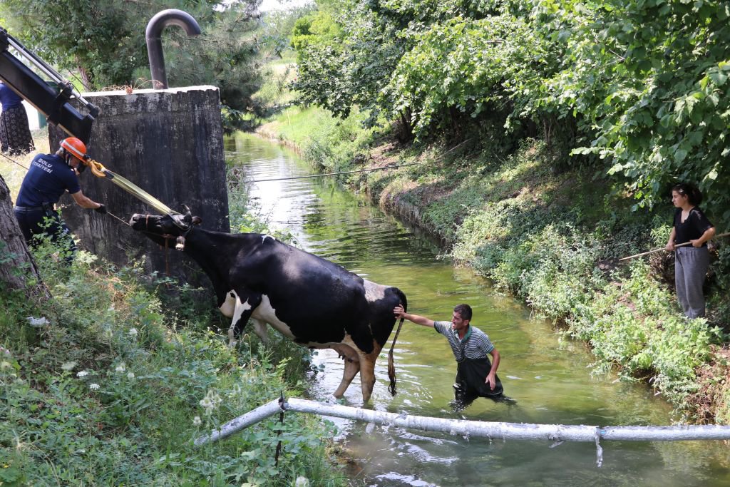 İNEK SULAMA KANALINA DÜŞTÜ