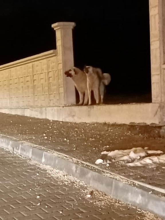 İŞE GİDERKEN DEHŞETİ YAŞADI