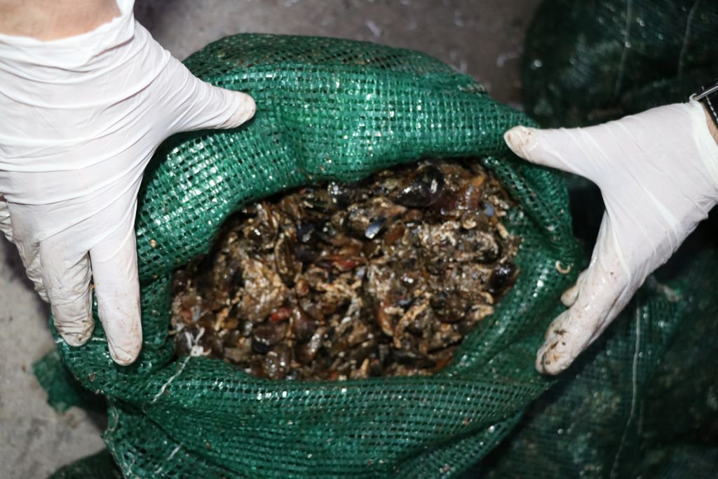 JANDAMADAN MİDYE OPERASYONU...