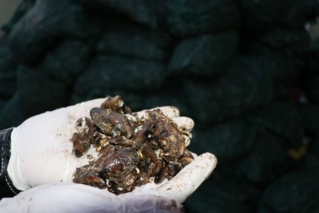 JANDAMADAN MİDYE OPERASYONU...