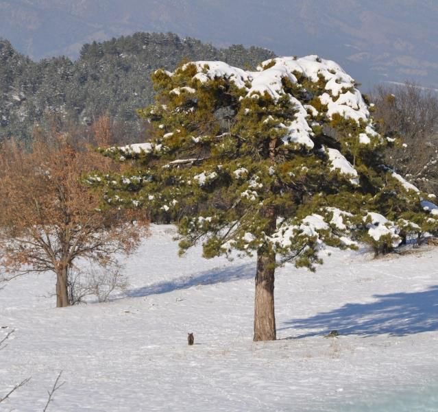 KARNINI DOYURMAK İÇİN MERKEZE KADAR GELDİ