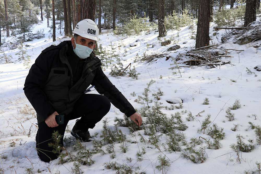 ORMANLIK ALAN SAYISINDA REKOR BÜYÜME
