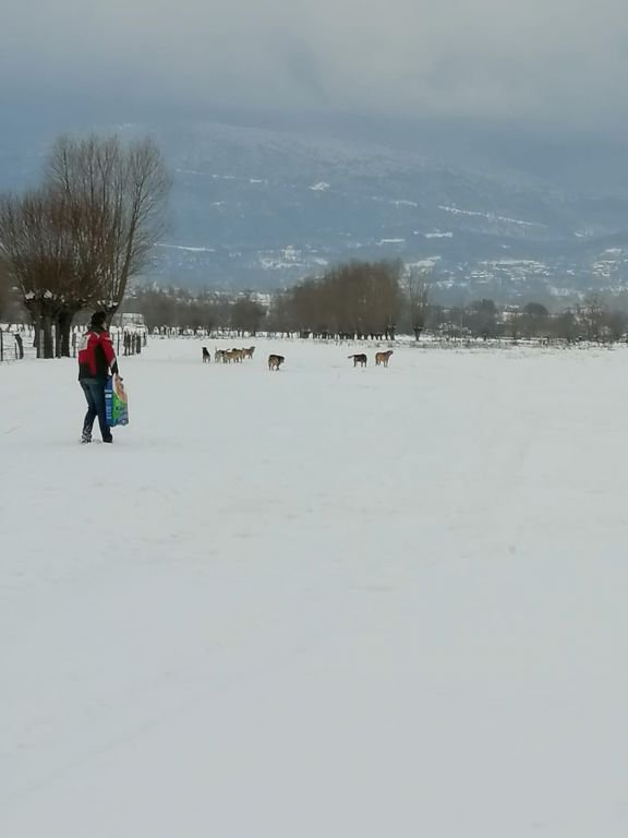 SOKAK HAYVANLARINI UNUTMADILAR
